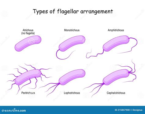 arrangement traduzione